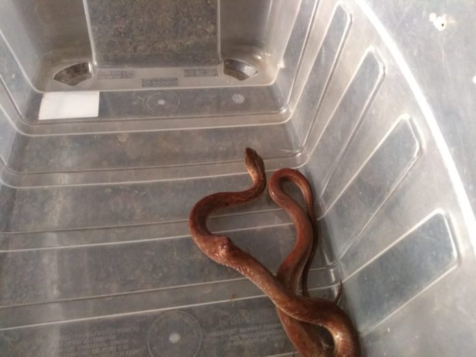 Crédito: divulgação Bombeiros