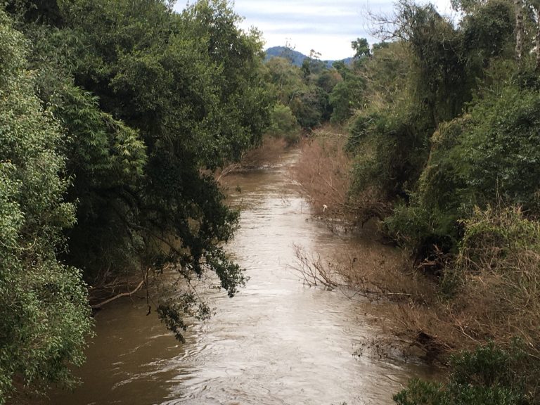 Projeto pretende recuperar matas ciliares