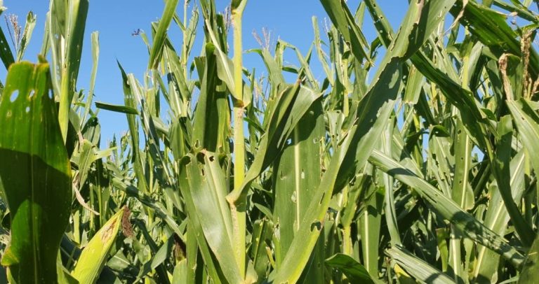 Agricultura de Estrela e Emater ampliam método para combate de praga