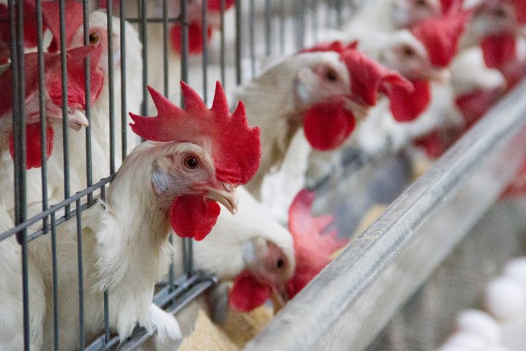 Univates seleciona bolsistas para projeto na área de Ciências