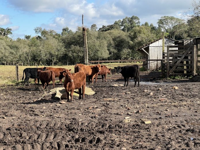 Na região abrangida pelo STR Teutônia, 90% dos produtores são da Agricultura Familiar_TM