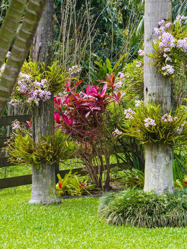 Colinense vence concurso nacional de jardim