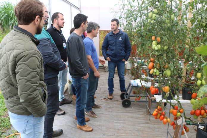 curso_tomate_certa (8)