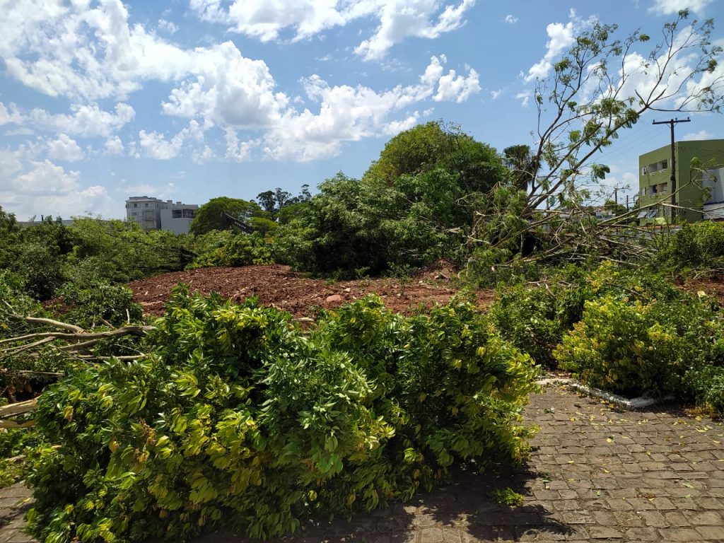 Derrubada de árvores construção expõe contradições ambientais em Teutônia