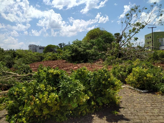Derrubada de árvores construção expõe contradições ambientais em Teutônia Derrubada de árvores construção expõe contradições ambientais em Teutônia