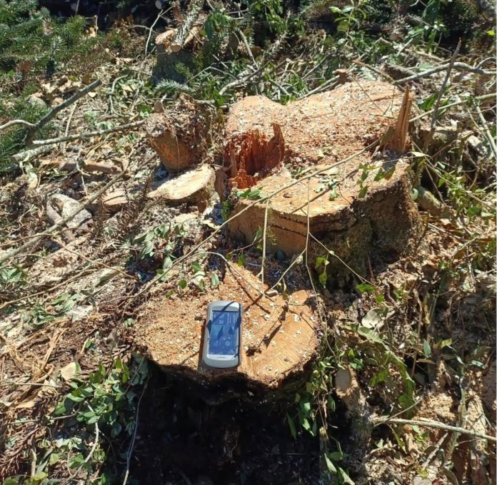 BM Ambiental identifica destruição de vegetação nativa em Arvorezinha, Ilópolis e Casca