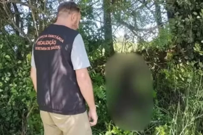 Seis cães são encontrados mortos em casos suspeitos de maus-tratos em Vera Cruz