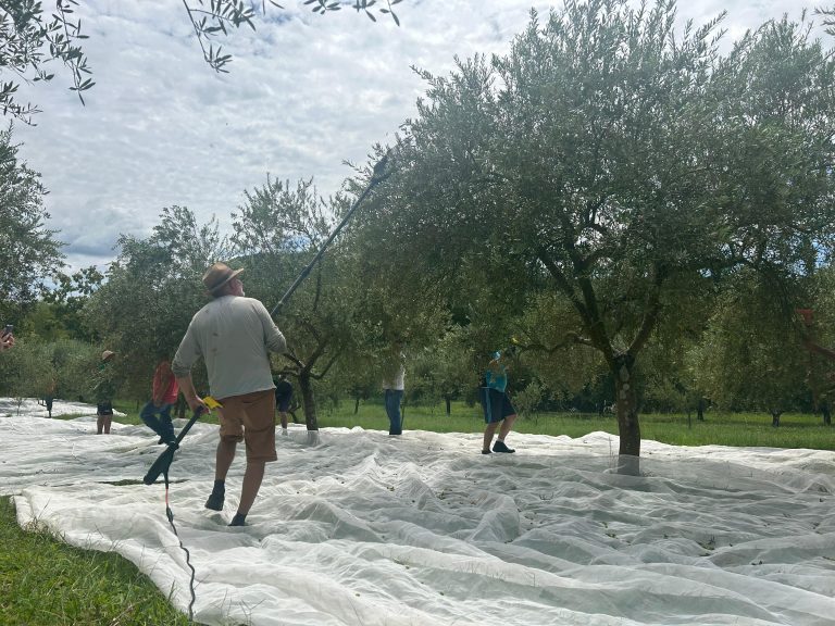 Sítio das Caturritas colhe 4 toneladas de olivas e registra melhor safra em 13 anos