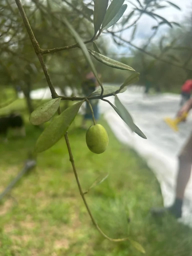 Olivas foram colhidas em fevereiro