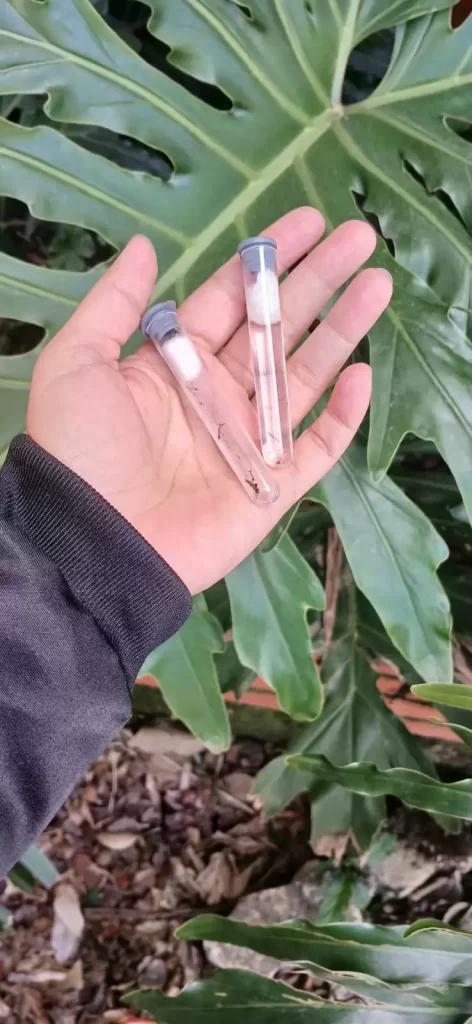 Crédito: AI Fazenda Vilanova